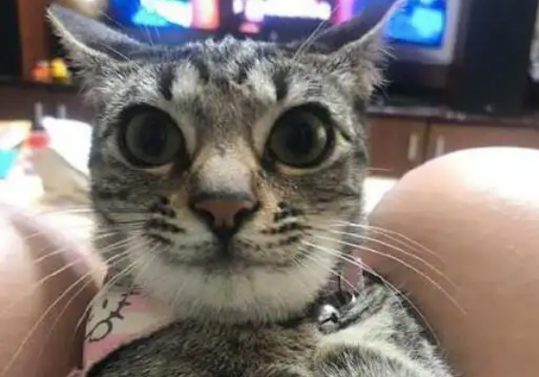 家里来了蜜蜂，猫咪为保护主人被蜇成“猪头”