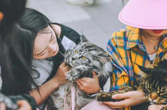 夏日的“靓仔”为何永远是一只奇装异服的宠物？