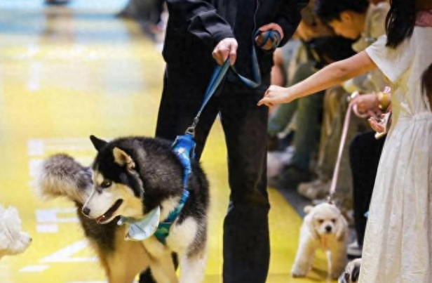杭州举办宠物时装周 拥抱“黑科技”弄潮“它时尚”