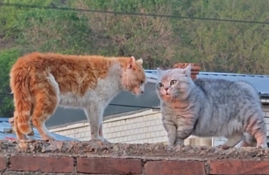 家猫挑衅村里散养的橘猫，因家猫太萌气势全无