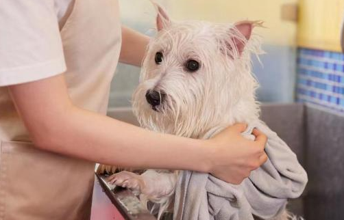 可再生的植物猫砂、宠物营养品等，宠物经济新赛道正热