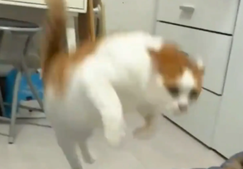 猫咪掉毛，女子吐槽了几句，结果猫咪趁其不备创了女子