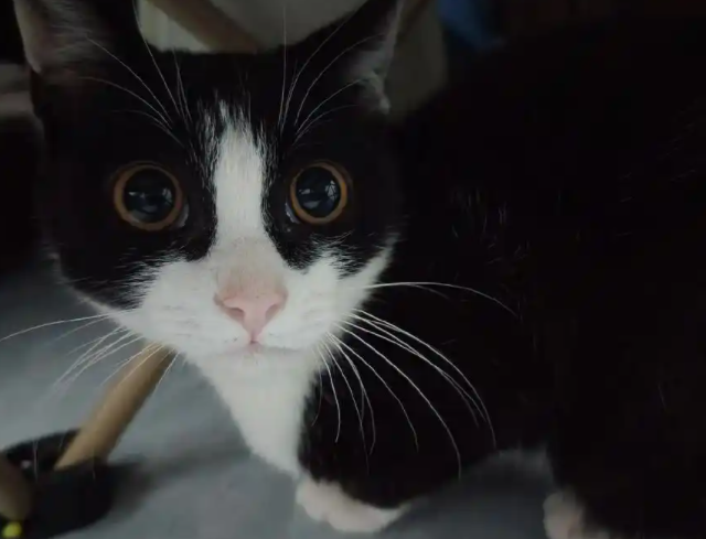 猫咪把两只前爪伸进一个袖子里，网友：喵桑 ，最近上了礼仪课吗 