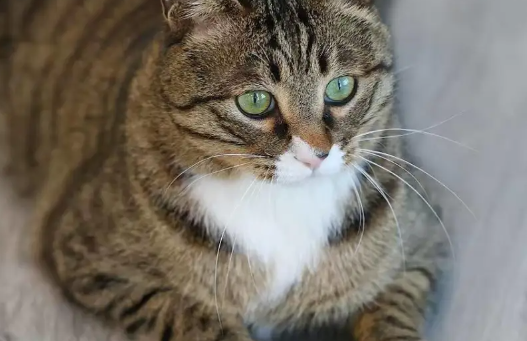 流浪猫逆袭成“猫医生”，专治人心已“接诊”120余人