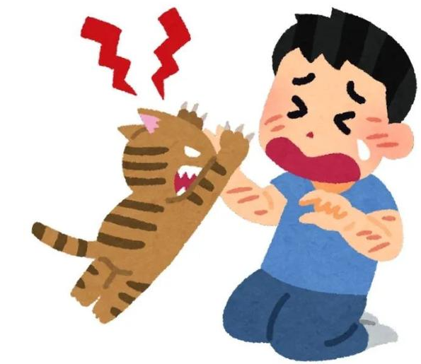 小区内流浪猫抓伤未成年人
