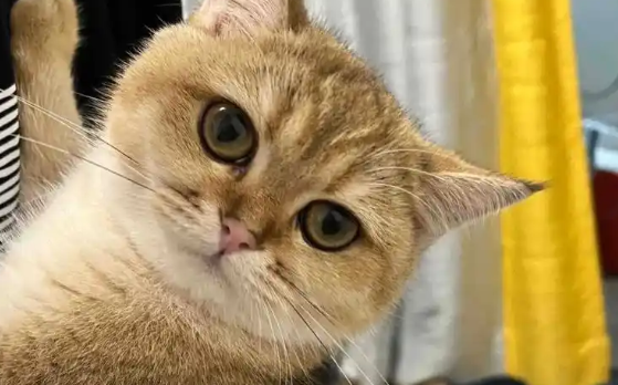 女子驾驶宝马车拖行小猫致死悉意外？