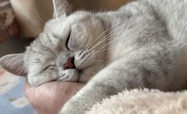 猫咪被小主人抱在怀里后，眼睛眨巴几下就睡着了