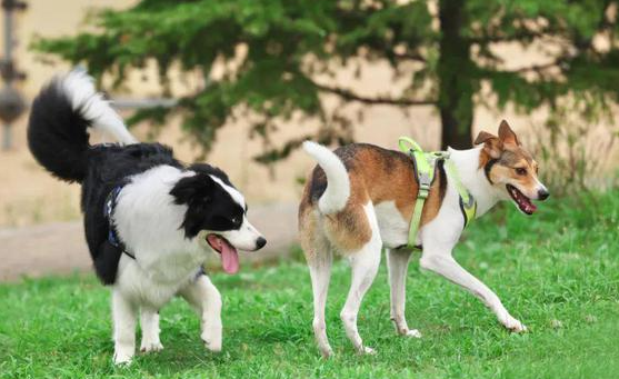 行业泡沫破灭？警惕宠物经济陷阱