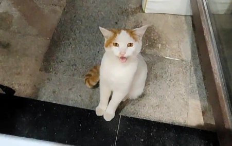 那只为了能有家，上门求收养的流浪猫，终于成为了家猫中的一员