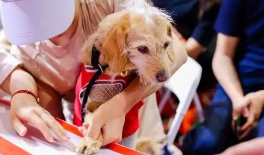 宠物友好出行如何可持续发展？