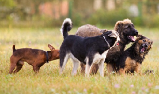 超40只宠物狗疑遭投毒死亡！