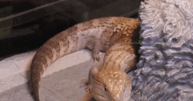 “异宠”市场火了？警惕！或触犯法律！不少年轻人喜爱