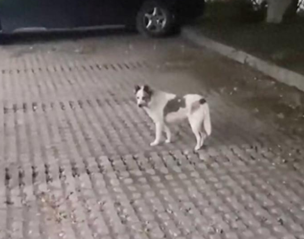 校园流浪狗被打狗队抓走，建立的信任瞬间崩塌