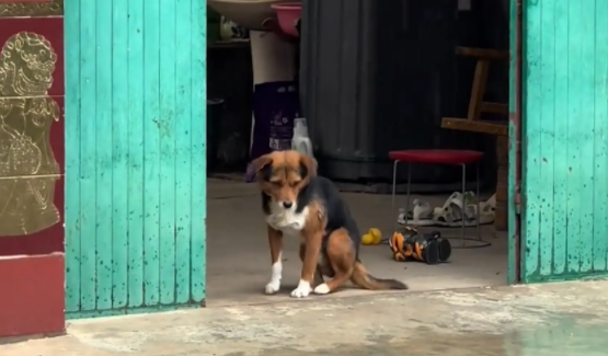 女子把狗子的鸡腿扔给了邻居家狗子。网友：狗不干的事儿，你全干了 