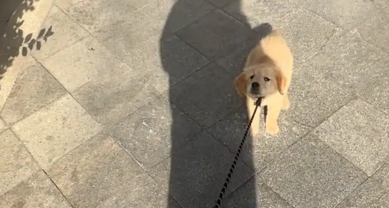 狗子耍赖不回家，女子假装丢下狗子，狗子吓得追女子