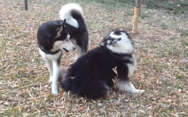 免费“代遛狗”火了！