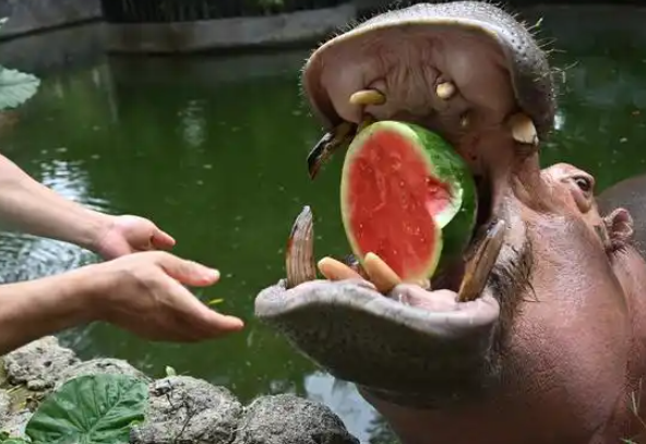 立夏！深圳野生动物园动物享用“西瓜大餐”