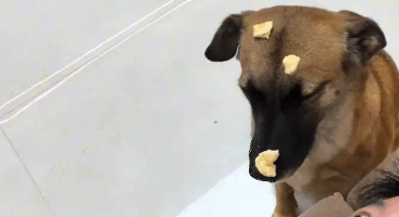 男子训练狗子接食物，狗子一动不动一脸淡定