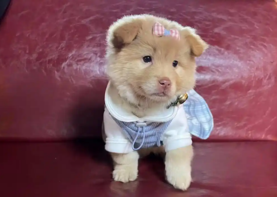 1200元买到疑似星期狗 谁该为潜伏的犬瘟买单？