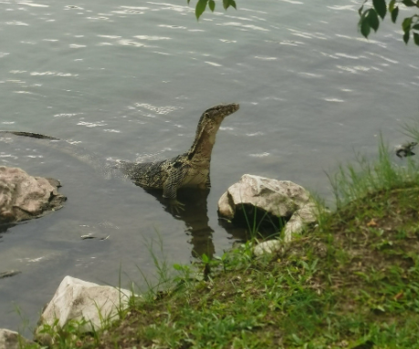 村民山中救回近一米长大蜥蜴，喂它猪肉还不吃