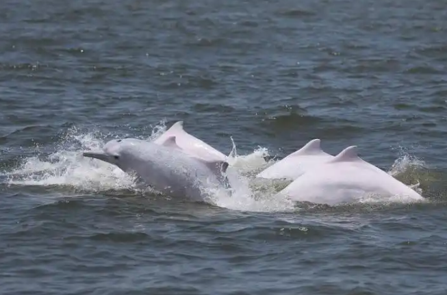 世界海洋日 法国女科学家讲述保护中华白海豚的科研奥秘