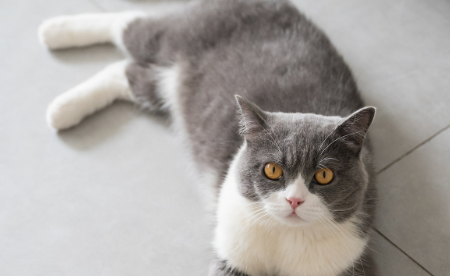 猪肉加工点圈养大量流浪猫：流浪宠物何以为家