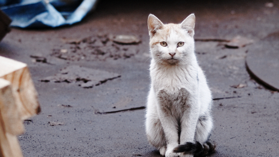 宠物经济乱象背后亟待填补监管空白