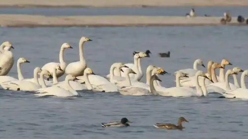 春季迁徙季基本结束 鸻鹬类鸟开始繁殖 崖沙燕回归石家庄