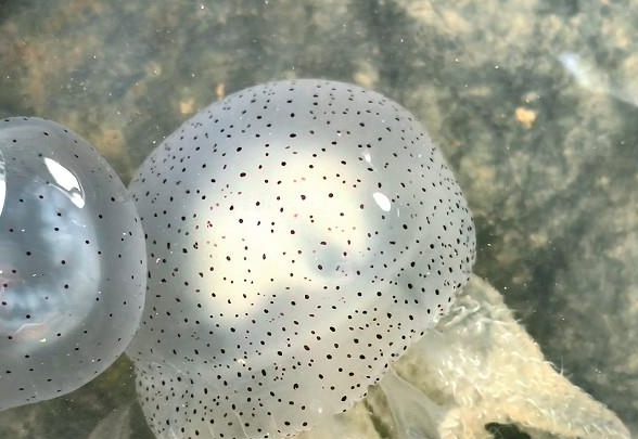 十里长堤海域现“陈嘉庚水母群”