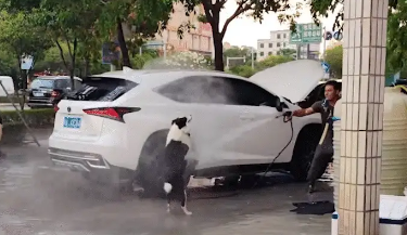 边牧蹭洗车店的水洗澡，店主赶其走