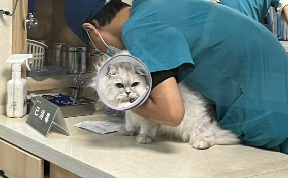 猫咪嗅觉检测癌症：科学迷雾中的希望之光