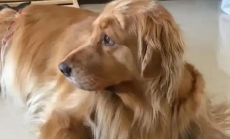 宠物狗引发损害责任纠纷案，邻居不愿赔10万