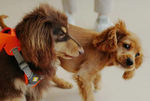 行业泡沫破灭？警惕宠物经济陷阱