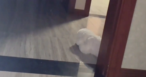 夫妻吵架分房睡，狗子不知道跟谁，于是睡到两个卧室中间。