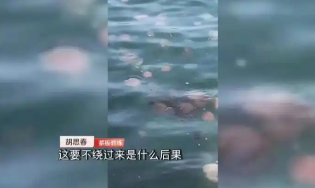 深圳海滩惊现剧毒水母！被蛰伤严重可致命！