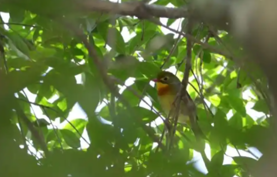 江西庐山发现国家二级保护野生动物红嘴相思鸟