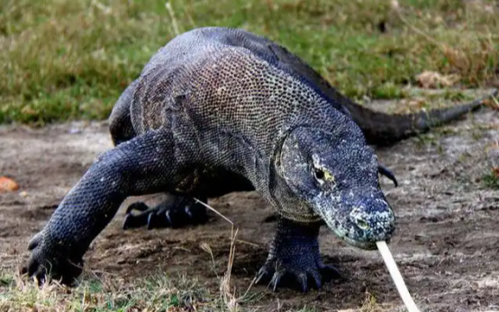 大蜥蜴闯入小区、眼镜蛇惊现街头 五指山消防迅速抓捕