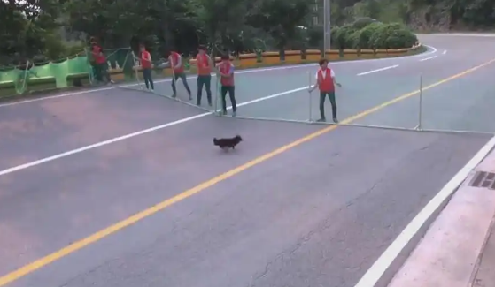 乡村公路五只流浪狗的救援行动与未来