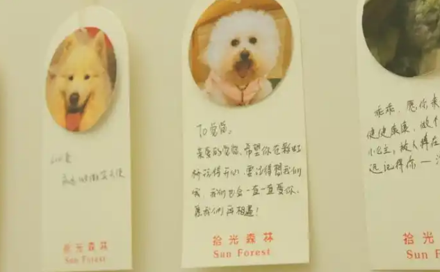 每年数百万只宠物死亡，“身后事”怎么办？