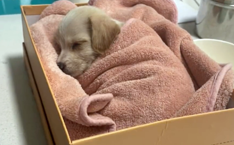 那只穿着小衣服，在寒风里苦等主人的狗狗，不知自己早已被抛弃