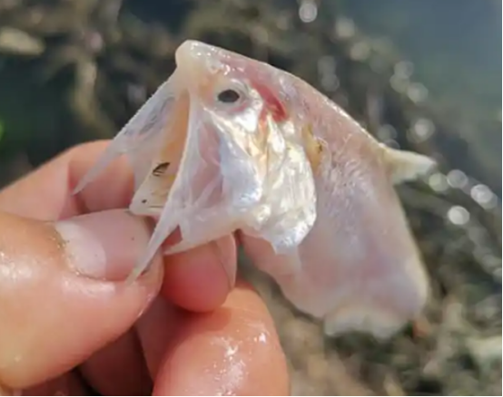 “刀鱼” 现身河南贾鲁河，数量很多！这是个什么信号？