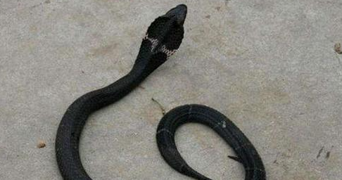 眼镜蛇疑因犯馋溜进蛋糕店？