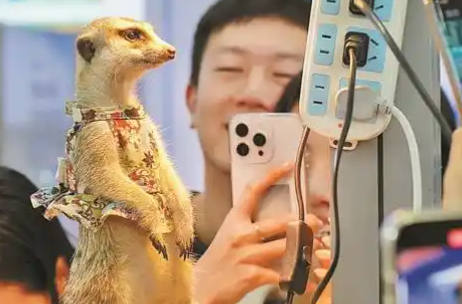 这届年轻人爱养稀奇古怪的异宠