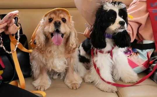 宠物友好空间加速落地，“它经济”激活普陀消费新潜能