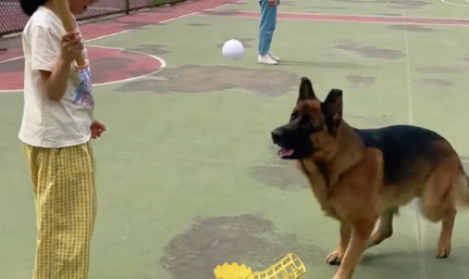 小女孩跟德牧玩棒球，狗子抢球，小女孩一棒子抡到了狗嘴上