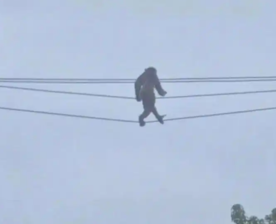 贵阳街头一只猴在高空走电线，当地：正常现象