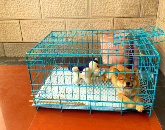 1200元买到疑似星期狗 谁该为潜伏的犬瘟买单？