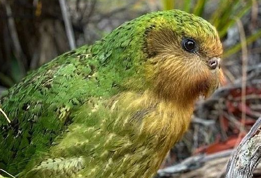 人工授精助力拯救新西兰极危鸮鹦鹉