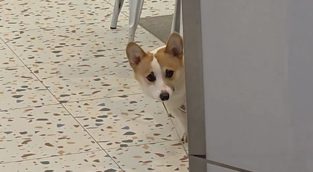 机器狗跟柯基互动，柯基吓得连连后退