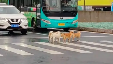 几只流浪狗过马路，私家车和公交车主动停下来让行，为你们点赞！ 